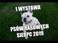 I WYSTAWA PSÓW RASOWYCH SIERPC  2019 - FlyEye.net